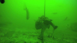 Watch an octopus steal food and beat up a shark AT THE SAME TIME